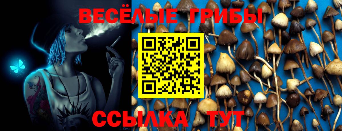 Псилоцибиновые грибы прущие грибы Вышний Волочёк